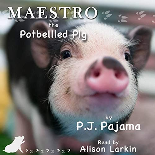 Maestro, the Potbellied Pig